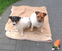 Two little mascots of Stranraer Mobility